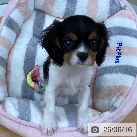 埼玉県のキャバリアキングチャールズスパニエル (ペットプラス 羽生店/2026年4月13日生まれ/男の子/トライカラー)の子犬の4枚目の画像