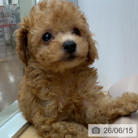 埼玉県のトイプードル(トイ) (ペットプラス 浦和美園店/2026年4月13日生まれ/男の子/レッド)の子犬の3枚目の画像