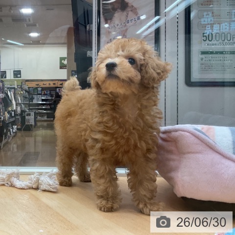 埼玉県のトイプードル(トイ) (ペットプラス 浦和美園店/2026年4月13日生まれ/男の子/レッド)の子犬の4枚目の画像