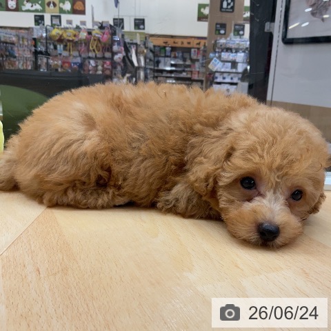 埼玉県のトイプードル(トイ) (ペットプラス 浦和美園店/2026年4月13日生まれ/男の子/レッド)の子犬の3枚目の画像
