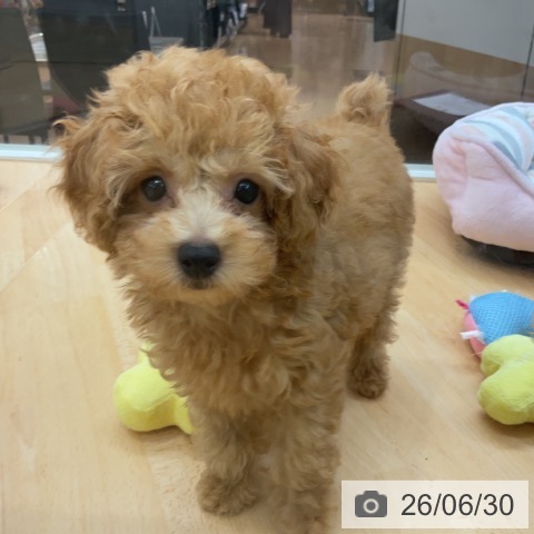 埼玉県のトイプードル(トイ) (ペットプラス 浦和美園店/2026年4月13日生まれ/男の子/レッド)の子犬の4枚目の画像