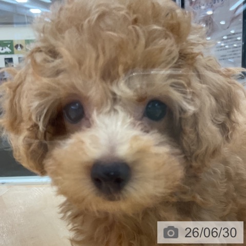 埼玉県のトイプードル(トイ) (ペットプラス 浦和美園店/2026年4月13日生まれ/男の子/レッド)の子犬の3枚目の画像