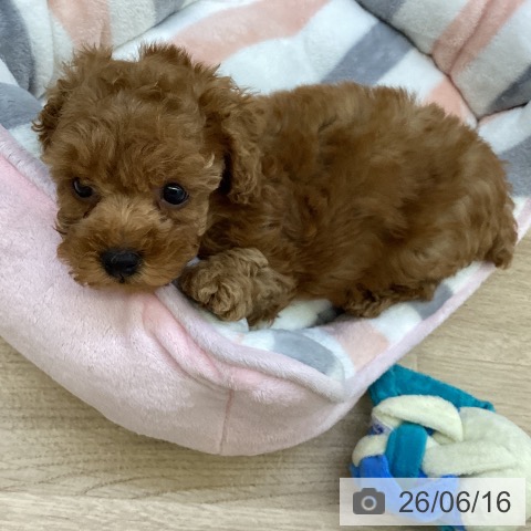 山梨県のトイプードル(トイ) (ペットプラス 甲府昭和店/2026年4月13日生まれ/女の子/レッド)の子犬の4枚目の画像