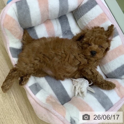 山梨県のトイプードル(トイ) (ペットプラス 甲府昭和店/2026年4月13日生まれ/女の子/レッド)の子犬の3枚目の画像