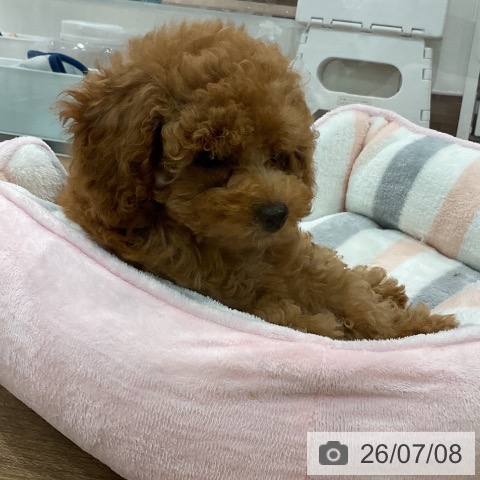 埼玉県のトイプードル(トイ) (ペッツワン 吉川美南店/2026年4月13日生まれ/女の子/レッド)の子犬の4枚目の画像