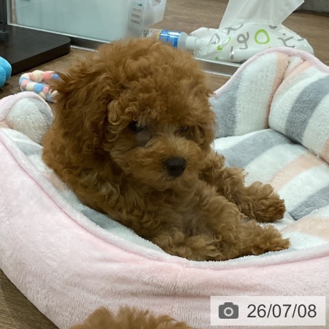埼玉県のトイプードル(トイ) (ペッツワン 吉川美南店/2026年4月13日生まれ/女の子/レッド)の子犬の3枚目の画像