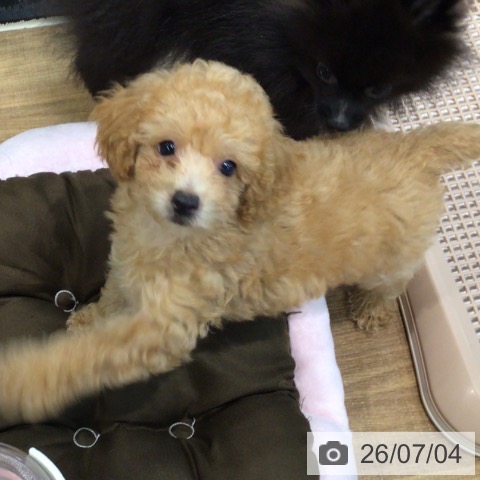 埼玉県のトイプードル(トイ) (ペッツワン 新座店/2026年4月13日生まれ/女の子/アプリコット)の子犬の4枚目の画像