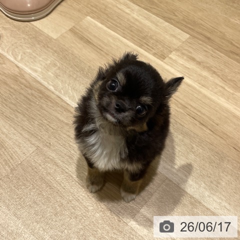 埼玉県のチワワ(ロング) (ペットプラス ららぽーと富士見店/2026年4月13日生まれ/男の子/ブラックタンホワイト)の子犬の4枚目の画像