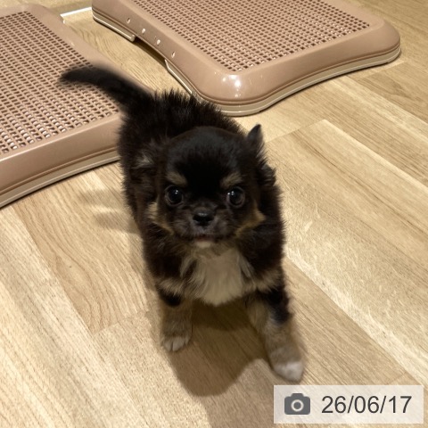 埼玉県のチワワ(ロング) (ペットプラス ららぽーと富士見店/2026年4月13日生まれ/男の子/ブラックタンホワイト)の子犬の3枚目の画像