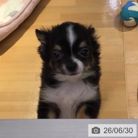 山形県のチワワ(ロング) (ペットプラス 天童店/2026年4月13日生まれ/女の子/ブラックタンホワイト)の子犬の3枚目の画像