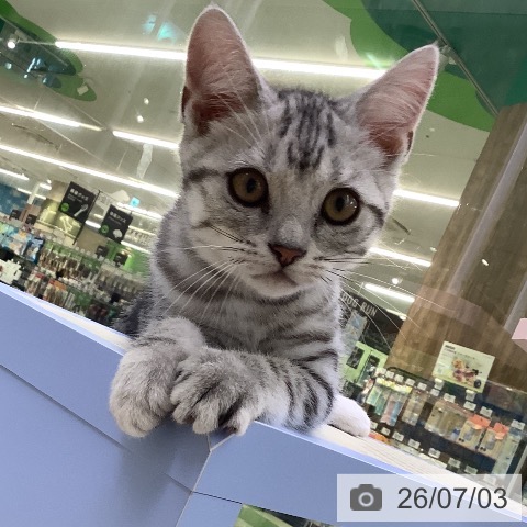 山梨県のアメリカンショートヘアー (ペットプラス 甲府昭和店/2026年4月7日生まれ/男の子/シルバーマッカレルタビー)の子猫の4枚目の画像
