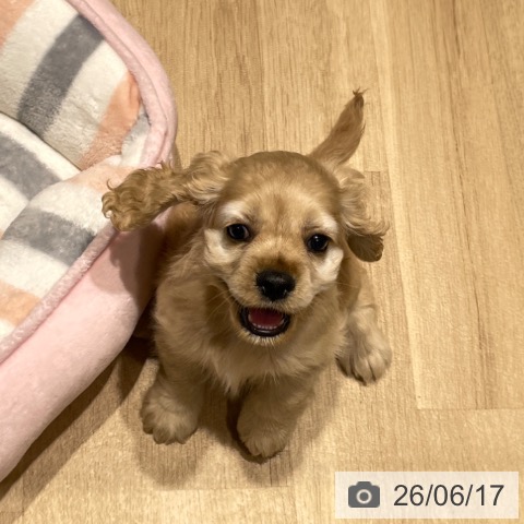 埼玉県のアメリカンコッカースパニエル (ペットプラス ららぽーと富士見店/2026年4月15日生まれ/女の子/バフ)の子犬の4枚目の画像