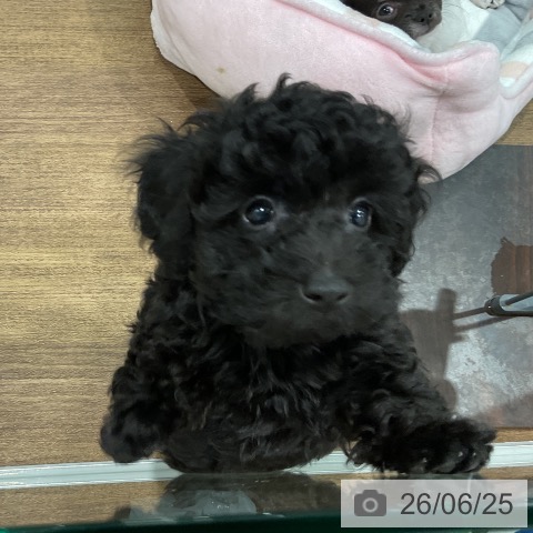 埼玉県のトイプードル(トイ) (ペッツワン 吉川美南店/2026年4月15日生まれ/女の子/ブラック)の子犬の4枚目の画像