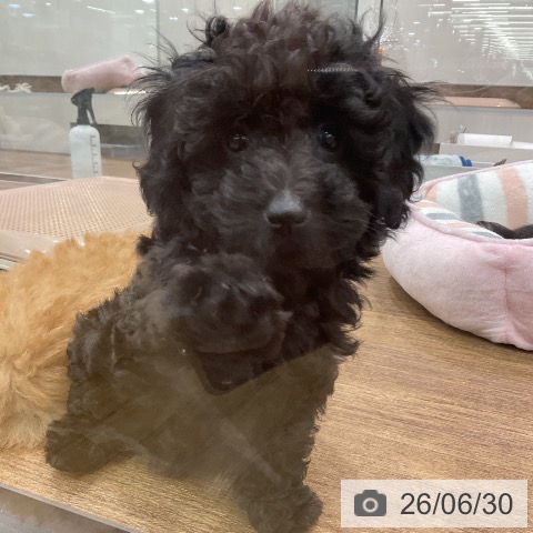 埼玉県のトイプードル(トイ) (ペッツワン 吉川美南店/2026年4月15日生まれ/女の子/ブラック)の子犬の3枚目の画像