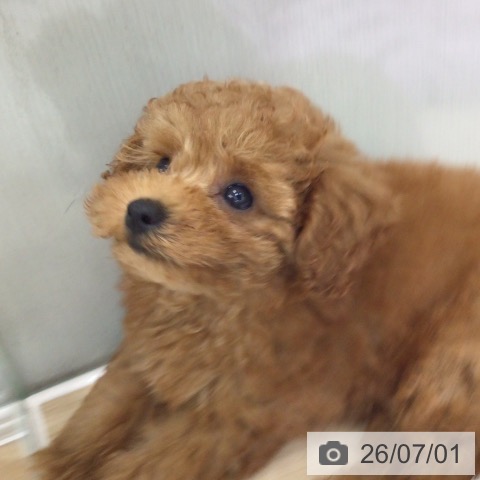 福島県のトイプードル(トイ) (ペットプラス 福島店/2026年4月14日生まれ/男の子/レッド)の子犬の3枚目の画像