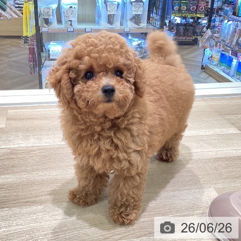 神奈川県のトイプードル(トイ) (ペットプラス ゆめが丘ソラトス店/2026年4月11日生まれ/女の子/レッド)の子犬の4枚目の画像