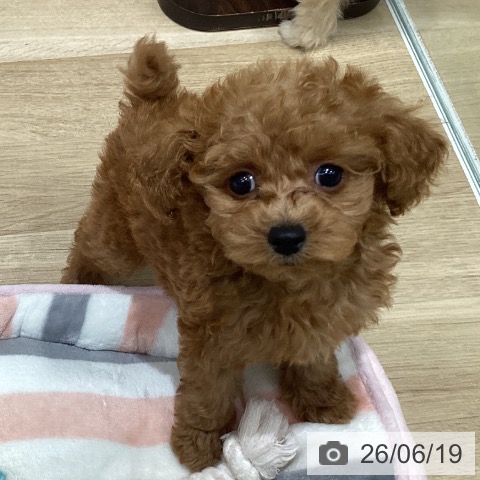 宮城県のトイプードル(トイ) (ペットプラス 仙台泉大沢店/2026年4月14日生まれ/男の子/アプリコット)の子犬の3枚目の画像