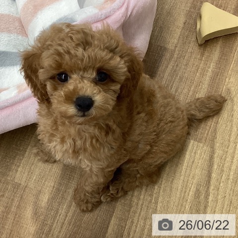 東京都のトイプードル(トイ) (ペッツワン 青梅インター店/2026年4月14日生まれ/男の子/アプリコット)の子犬の4枚目の画像