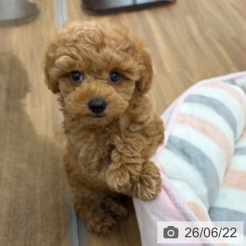 東京都のトイプードル(トイ) (ペッツワン 青梅インター店/2026年4月14日生まれ/男の子/アプリコット)の子犬の3枚目の画像