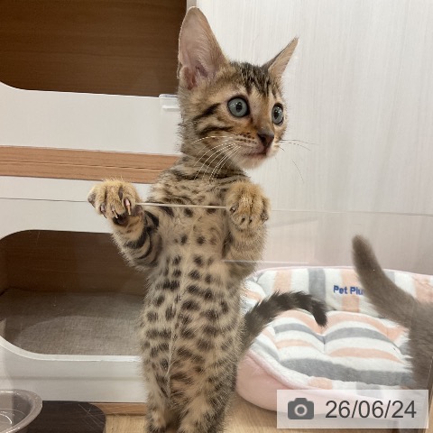 神奈川県のベンガル (ペットプラス モザイクモール港北店/2026年4月11日生まれ/男の子/ブラウンスポットタビー)の子猫の4枚目の画像