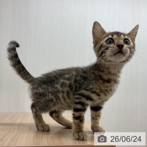 神奈川県のベンガル (ペットプラス モザイクモール港北店/2026年4月11日生まれ/男の子/ブラウンスポットタビー)の子猫の3枚目の画像