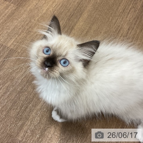 神奈川県のラグドール (ペッツワン 小田原店/2026年4月13日生まれ/男の子/シールポイントミテッド)の子猫の4枚目の画像