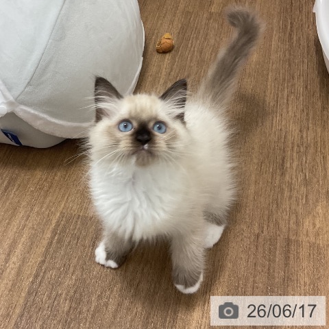 神奈川県のラグドール (ペッツワン 小田原店/2026年4月13日生まれ/男の子/シールポイントミテッド)の子猫の3枚目の画像