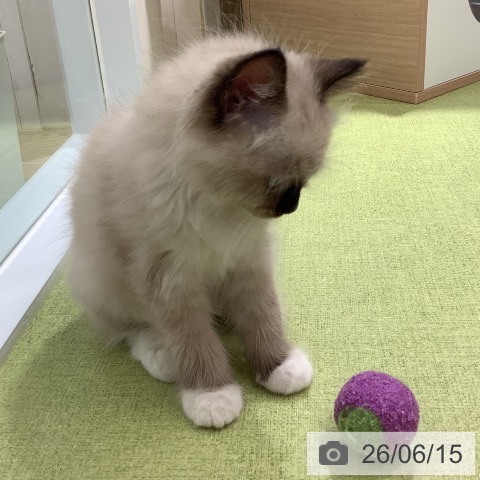 ラグドールの写真