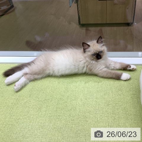 埼玉県のラグドール (ペットプラス 川口店/2026年4月13日生まれ/男の子/シールポイントミテッド)の子猫の4枚目の画像