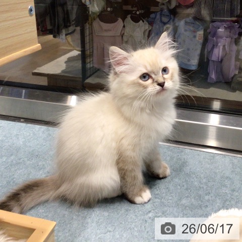 ラグドールの写真