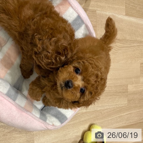 長野県のトイプードル(トイ) (ペットプラス 須坂店/2026年4月15日生まれ/男の子/レッド)の子犬の4枚目の画像