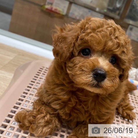 長野県のトイプードル(トイ) (ペットプラス 須坂店/2026年4月15日生まれ/男の子/レッド)の子犬の3枚目の画像