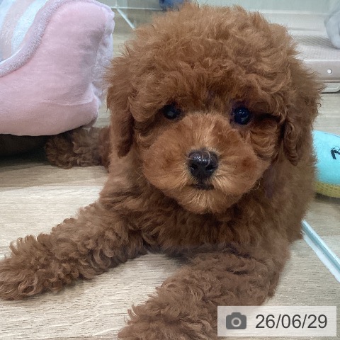 神奈川県のトイプードル(トイ) (ペットプラス ゆめが丘ソラトス店/2026年4月15日生まれ/男の子/レッド)の子犬の4枚目の画像