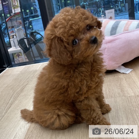 神奈川県のトイプードル(トイ) (ペットプラス 武蔵小杉店/2026年4月15日生まれ/女の子/アプリコット)の子犬の4枚目の画像