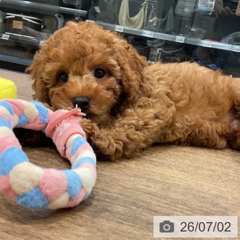 神奈川県のトイプードル(トイ) (ペッツワン 小田原店/2026年4月15日生まれ/男の子/レッド)の子犬の3枚目の画像