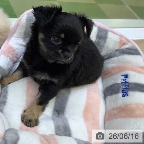 チワワの写真
