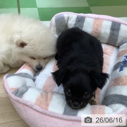 チワワの写真