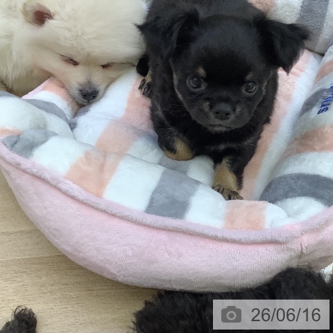 チワワの写真