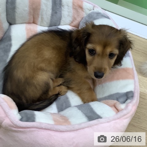 カニーンヘン・ダックスフンドの写真