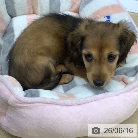 カニーンヘン・ダックスフンドの写真