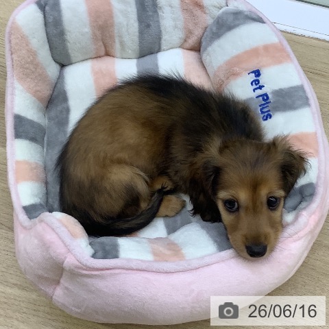 カニーンヘン・ダックスフンドの写真