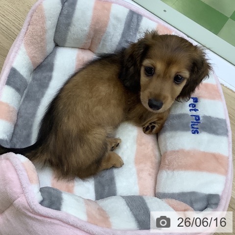 カニーンヘン・ダックスフンドの写真