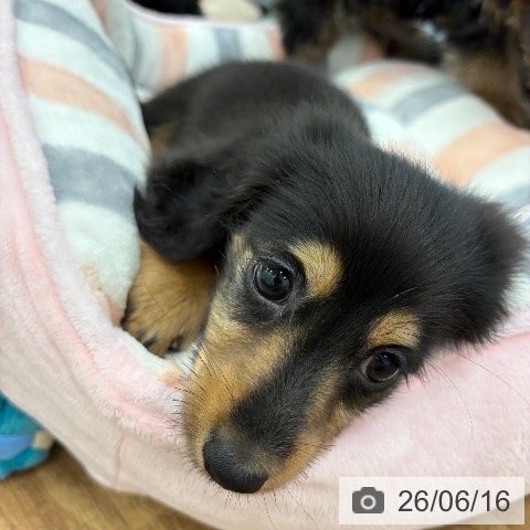 カニーンヘン・ダックスフンドの写真