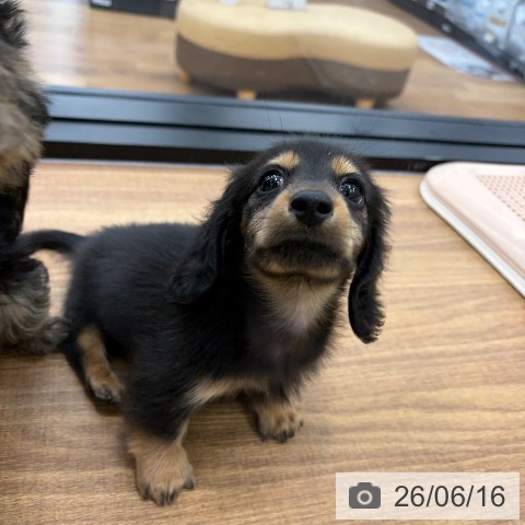 カニーンヘン・ダックスフンドの写真