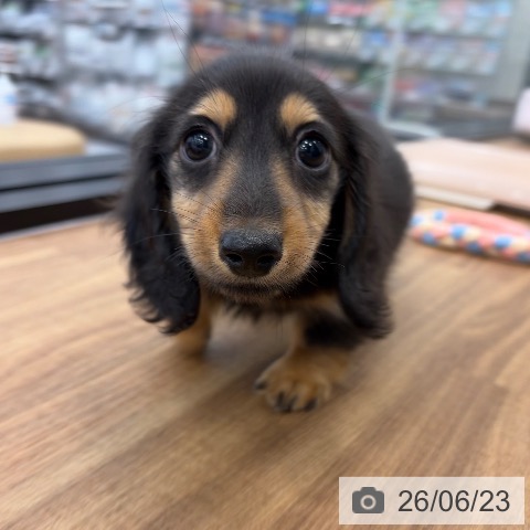 茨城県のカニンヘンダックスフンド(ロング) (ペッツワン つくば店/2026年4月15日生まれ/男の子/ブラックタン)の子犬の4枚目の画像