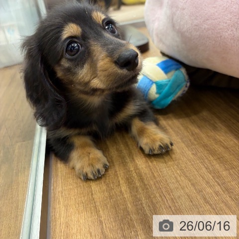 カニーンヘン・ダックスフンドの写真