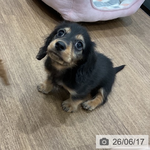 神奈川県のカニンヘンダックスフンド(ロング) (ペッツワン 小田原店/2026年4月15日生まれ/男の子/ブラックタン)の子犬の3枚目の画像