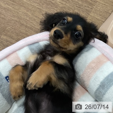 神奈川県のカニンヘンダックスフンド(ロング) (ペッツワン 小田原店/2026年4月15日生まれ/男の子/ブラックタン)の子犬の3枚目の画像