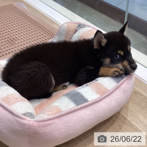 神奈川県の柴犬(標準サイズ) (ペットプラス 座間店/2026年4月15日生まれ/男の子/黒)の子犬の4枚目の画像