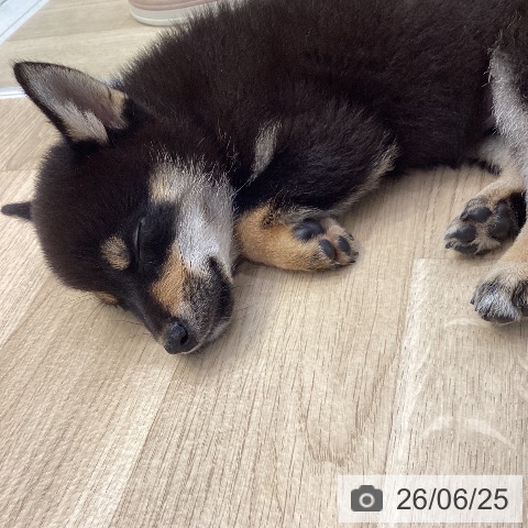 神奈川県の柴犬(標準サイズ) (ペットプラス 座間店/2026年4月15日生まれ/男の子/黒)の子犬の4枚目の画像